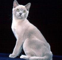 Burmese Cat Breed