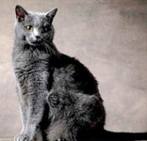 French Chartreux Cat