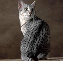 Egyptian Mau Cat Breed