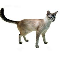 Javanese Cat Breed