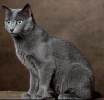 Russian Blue Cat Breed