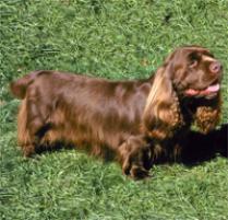 Sussex Spaniel Dog Breed