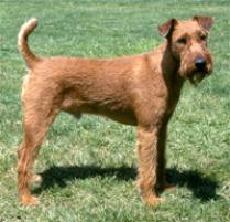 Irish Terrier Dog Breed