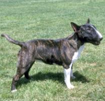Adopt a Miniature Bull Terrier | Dog Breeds | Petfinder