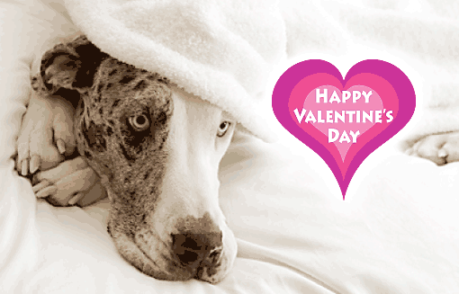 Valentine's Day Ecard - Happy Valentine's Day. Wanna cuddle?
