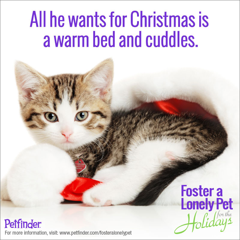 Foster a Lonely Pet for the Holidays