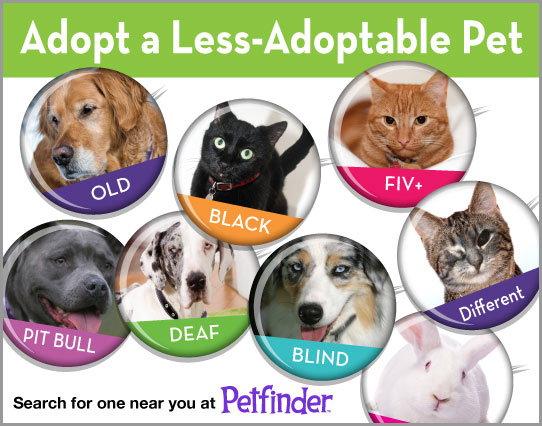 Adopt-A-Less-Adoptable-Pet Week 2012