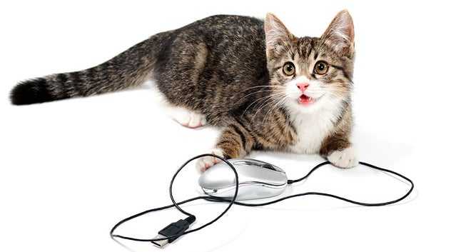cat playing with cables