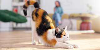 Calico cat stretches in the sunlight