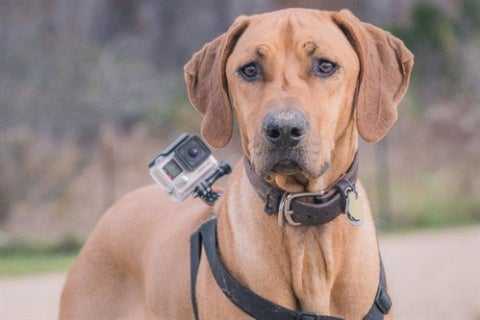 5-tips-for-using-a-gopro-with-your-dog-1