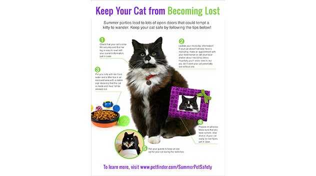 keep cat from becoming lost
