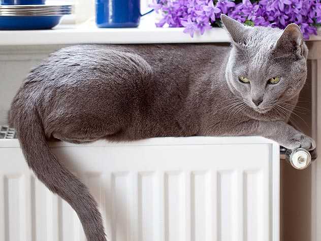 intestinal lymphoma treatments for cats