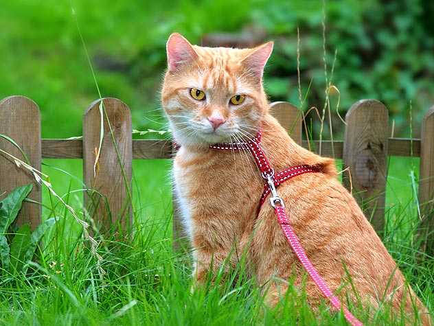 Orange cat on leash in grass