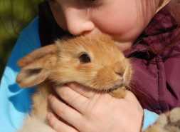 Girl holding a rabbit