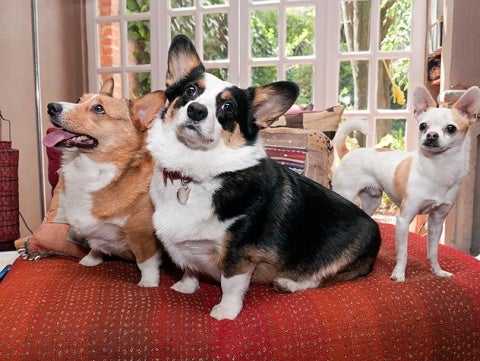 socializing your dog with dogs