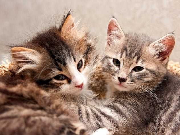 How to be the Best Cat Foster Parent