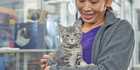 Grey tabby shelter cat meeting a potential adopter