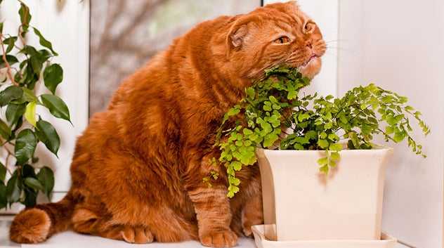cat eat indoor plants