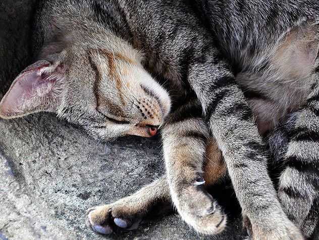 sleeping striped cat