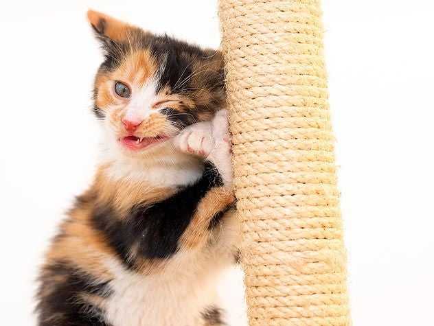 cat scratching post