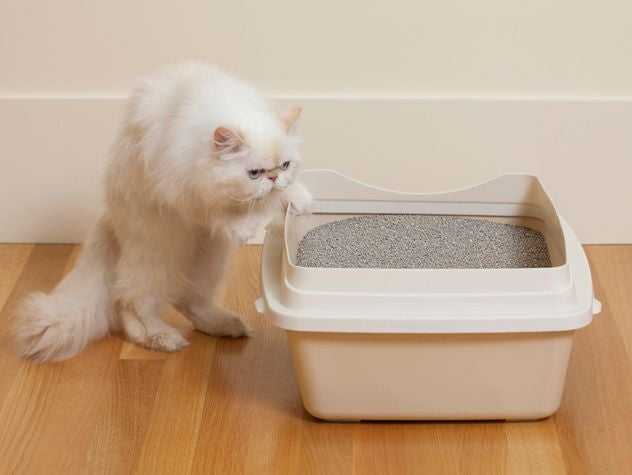 Cat reaching on litter box