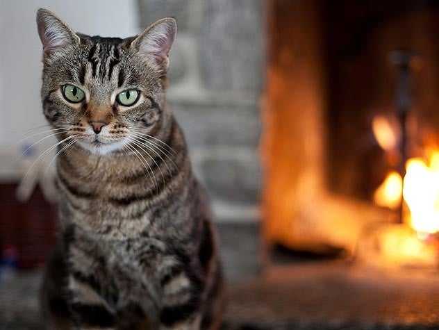 Cat by the fireplace