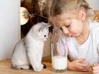 Milk and Cats