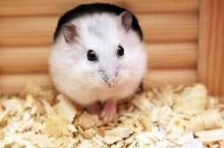 hamster facts about small mammals as pets