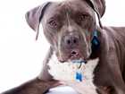 Myths and Facts About Pit Bulls