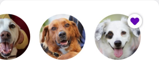 Find Your Best Match