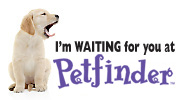 Petfinder: A new pet is waiting for you at Petfinder