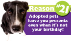101 Reasons to Adopt a Pet