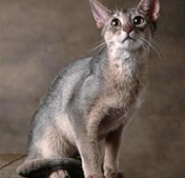 Abyssinian Cat Breed