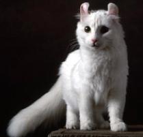 American Curl Cat Breed