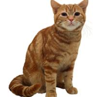 hyperactive cat breeds