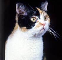 American Wirehair Cat Breed