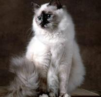 Birman Cat Breed