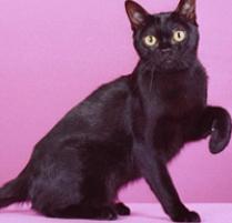 Bombay Cat Breed