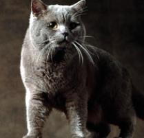 British Shorthair Cat Breed