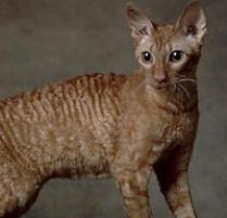 Cornish Rex Cat Breed