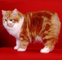 Cymric Cat Breed