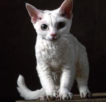 Image result for devon rex cats