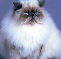 Himalayan Cat Breed