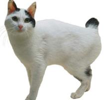 Japanese Bobtail Cat Breed