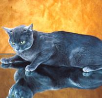 Korat  Cat Breed