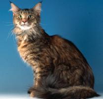 Maine Coon Cat Breed