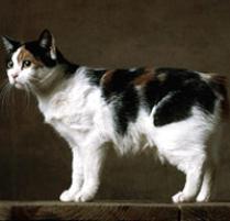 Manx Cat Breed