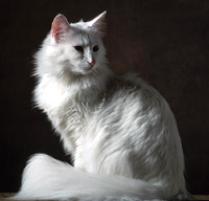 Norwegian Forest Cat Cat Breed