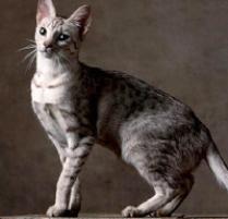 Ocicat Cat Breed