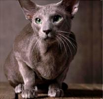 Oriental Cat Breed